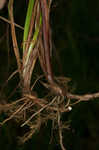 Ouachita Mountain sedge